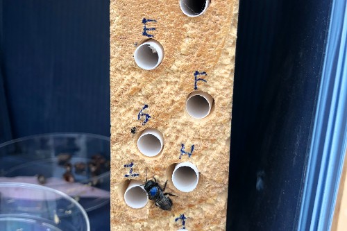 Bee nesting blocks for solitary bees (Osmia lignaria)